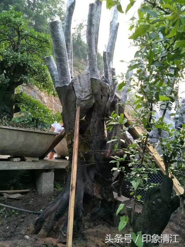 实用盆景技艺 下山桩套袋养殖发芽