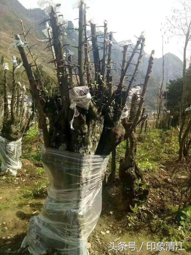 实用盆景技艺 下山桩套袋养殖发芽