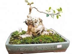 近几年来 盆景收藏热渐冷却
