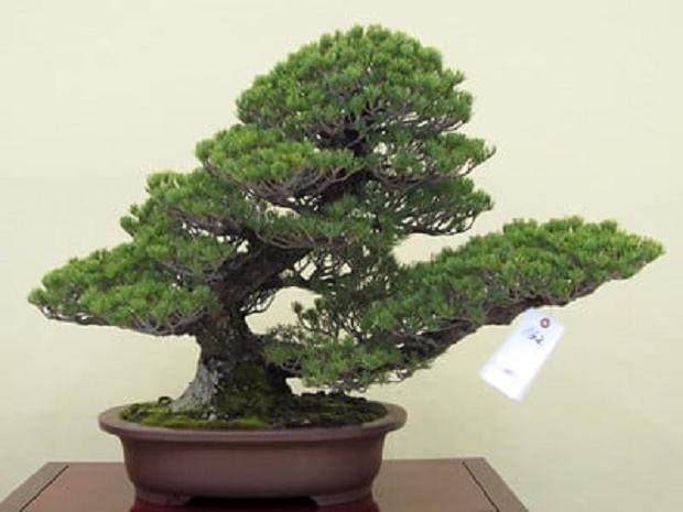 哇松 - 2011年很棒的盆景旅行