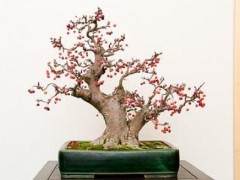 今年我设置的湾岛盆景展很有趣