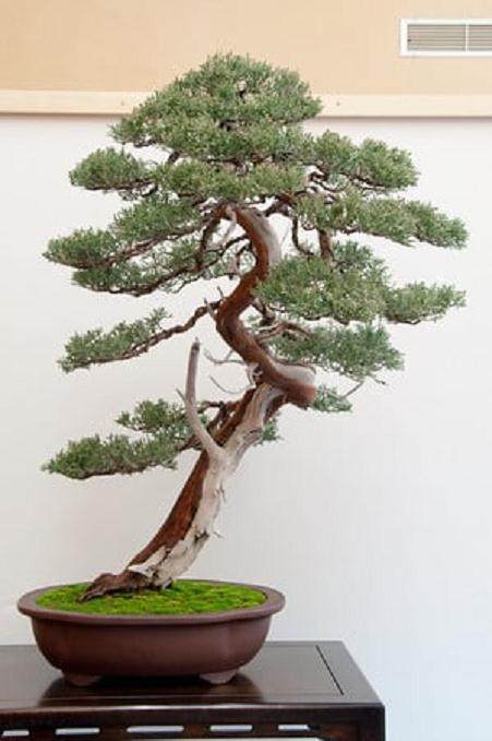 海湾岛盆景今年很幸运第十三届年度展览