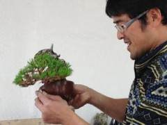 海湾岛盆景今年很幸运第十三届年度展览