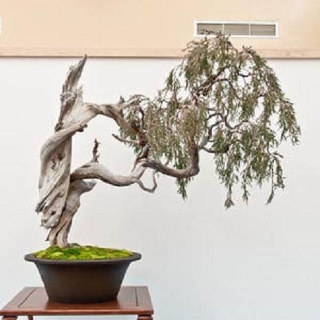 第十三届湾岛盆景年度展览中的杜松盆景