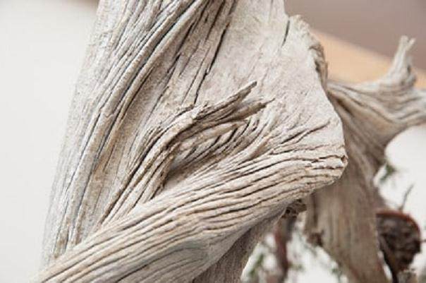 落矶山杜松盆景的朽木