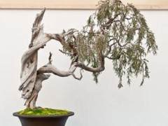 第十三届湾岛盆景年度展览中的杜松盆景