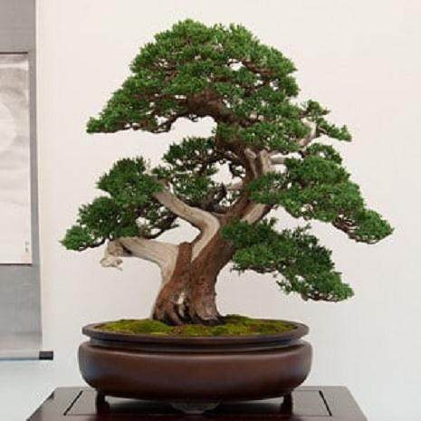 湾岛盆景在加利福尼举办了第十三届年度展览