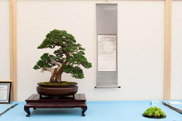 湾岛盆景在加利福尼举办了第十三届年度展览