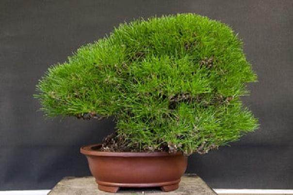 加州奥克兰的第13届湾岛盆景年度展