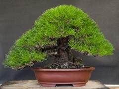 加州奥克兰的第十三届湾岛盆景年度展