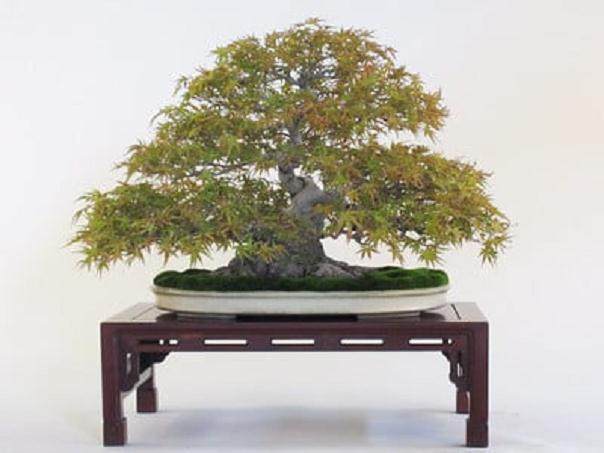 美孚第十届的名古屋盆景展