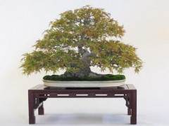 美孚第十届的名古屋盆景展