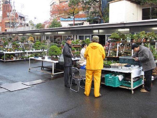 Sakufu-ten - 盆景专业人士的展览