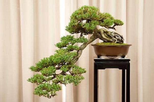 湾区盆景协会30周年展览