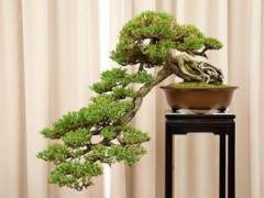 湾区盆景协会30周年展览