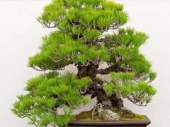 湾岛盆景的第十三届年度展览