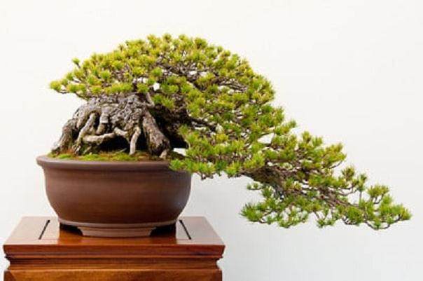 湾岛盆景的第十三届年度展览