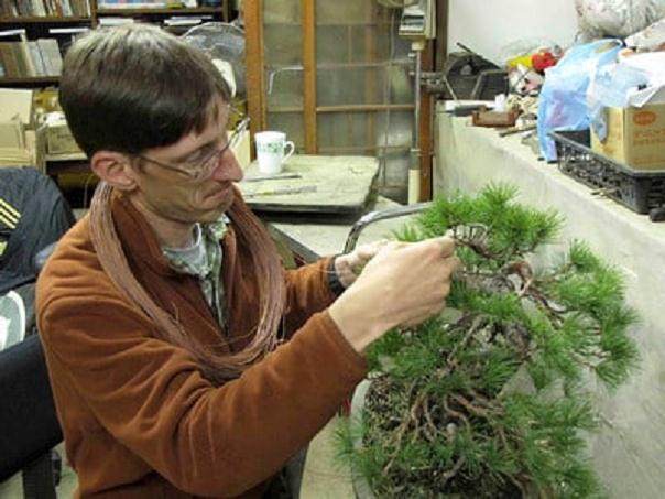 讨论盆景布线技术