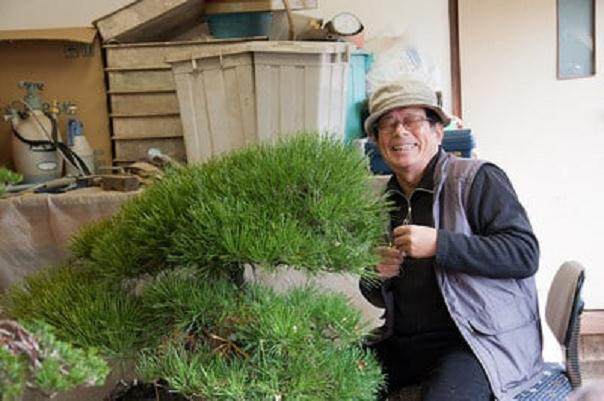 我在日本做盆景学徒6周的生活