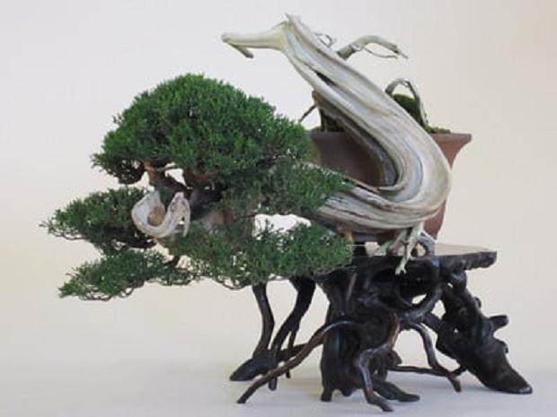 日本名古屋黑松盆景展