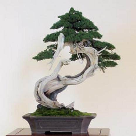 日本名古屋黑松盆景展