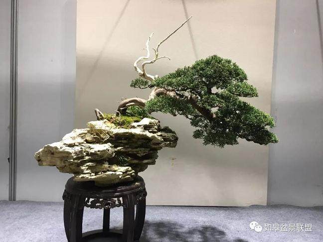 盆景最难做的就是树干造型