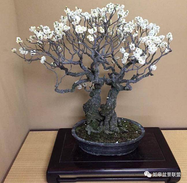 盆景最难做的就是树干造型