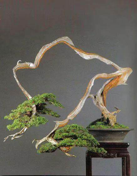 盆景艺术的传统继承与地域特色