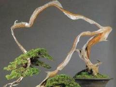 盆景艺术的传统继承与地域特色