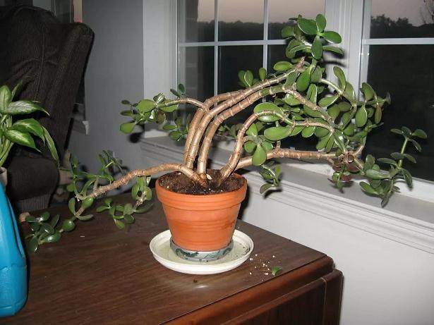 制作玉树盆景的几个技巧