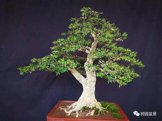 凭什么黄杨盆景的市场 价格10年连续上涨