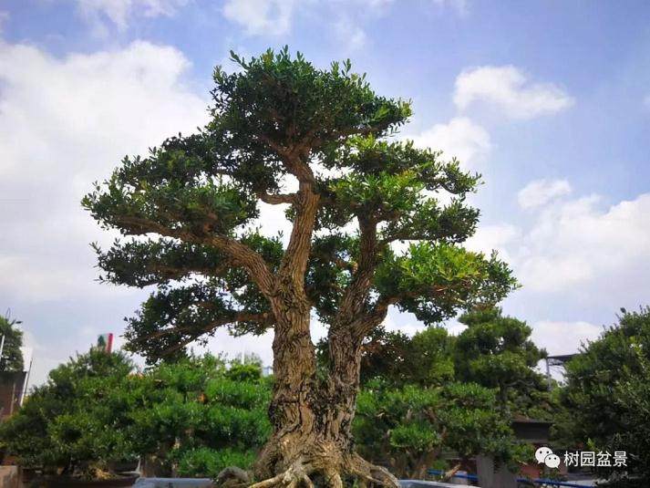 凭什么黄杨盆景的市场 价格10年连续上涨