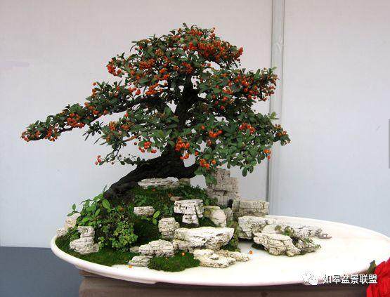 通过这4个来判断盆景是否为精品?