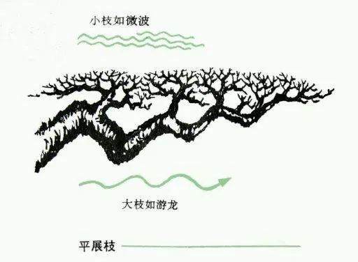 图片收藏 盆景造型中常见的9种枝法