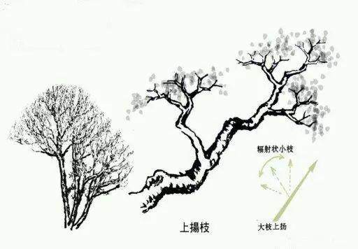 图片收藏 盆景造型中常见的9种枝法