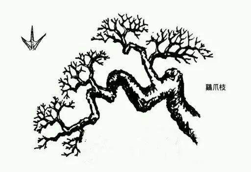 图片收藏 盆景造型中常见的9种枝法