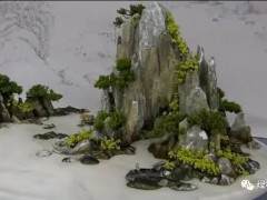 金奖的山水盆景作品竟然是用水泥整的