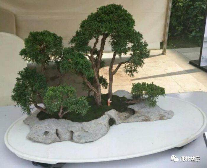 金奖的山水盆景作品竟然是用水泥整的!