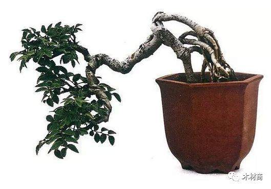 如何将半悬崖式榆树二次改造成崭新的悬崖盆景?