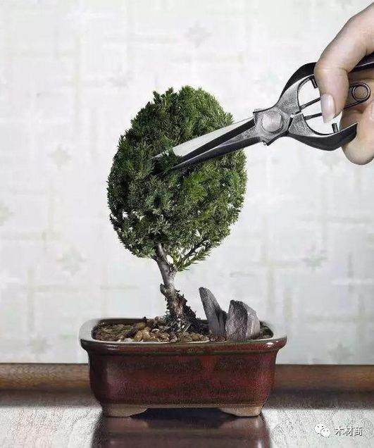 如何将半悬崖式榆树二次改造成崭新的悬崖盆景?
