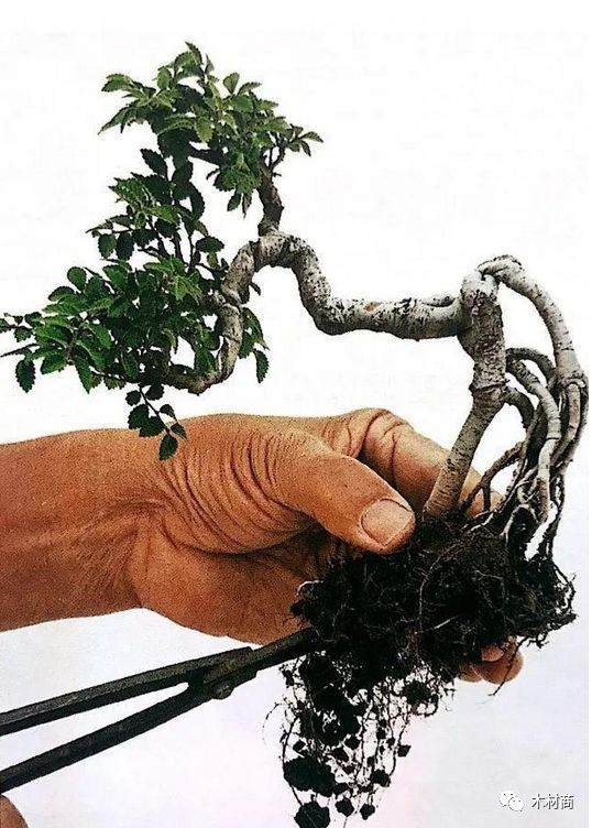 如何将半悬崖式榆树二次改造成崭新的悬崖盆景?