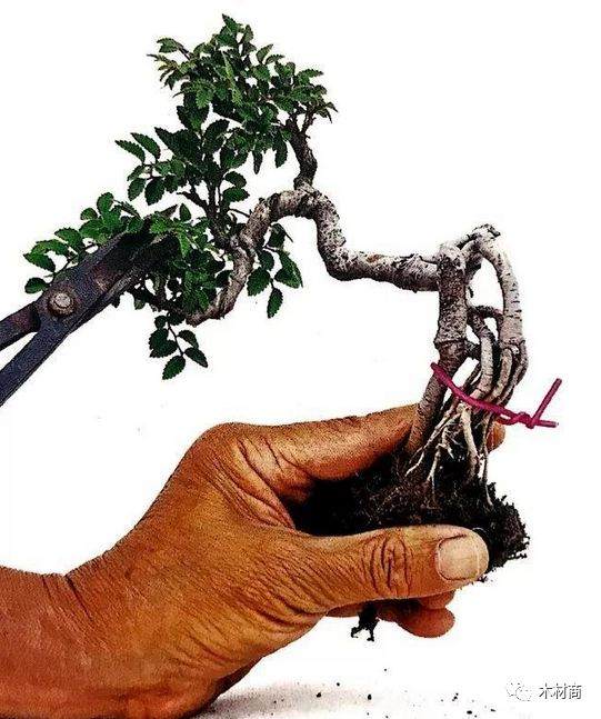 如何将半悬崖式榆树二次改造成崭新的悬崖盆景
