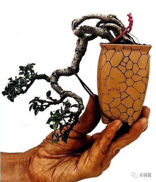 如何将半悬崖式榆树二次改造成崭新的悬崖盆景