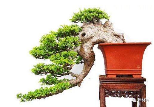 如何将半悬崖式榆树二次改造成崭新的悬崖盆景