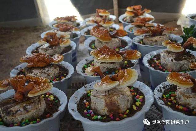 村民种植活体灵芝盆景带来创业致富新思路