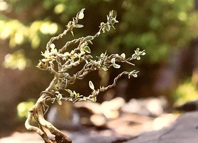 八步骤 详细分解盆景铝丝缠绕整姿造型