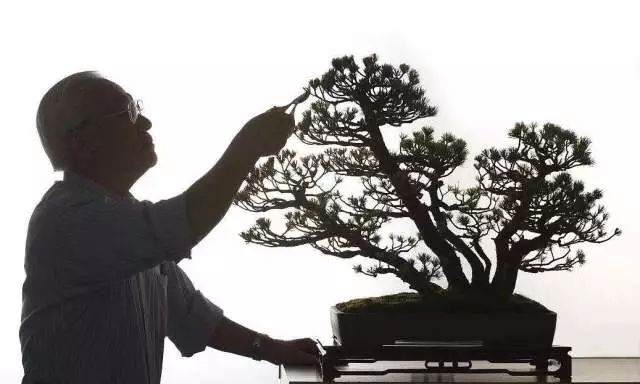 八步骤 详细分解盆景铝丝缠绕整姿造型