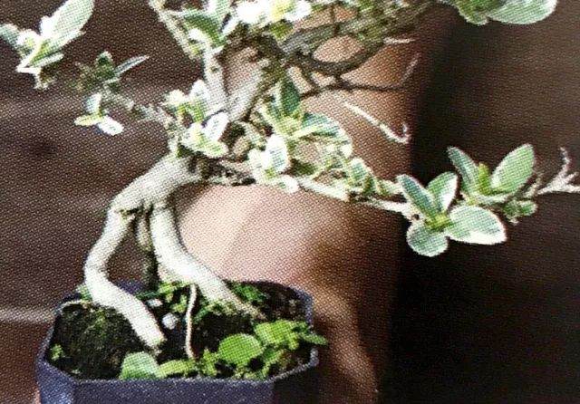 八步骤 详细分解盆景铝丝缠绕整姿造型