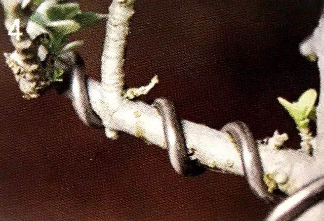 八步骤 详细分解盆景铝丝缠绕整姿造型