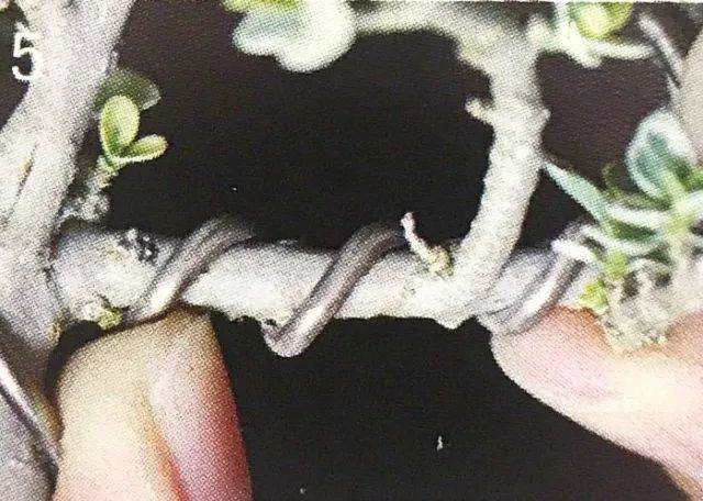 八步骤 详细分解盆景铝丝缠绕整姿造型